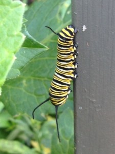 Caterpillar (larvae) stage