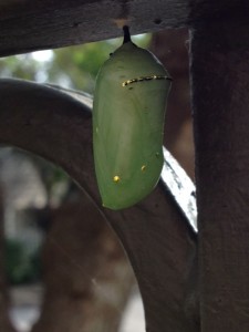 Chrysalis stage