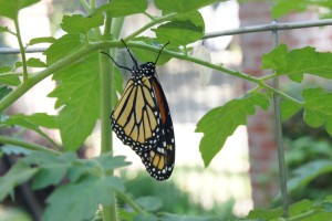 Butterfly stage